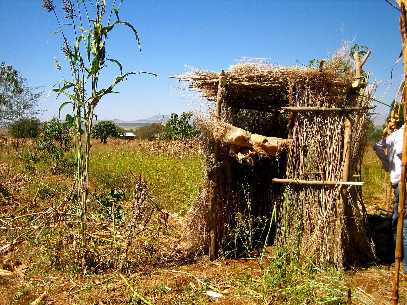 An arborloo in Ethiopia: a light superstructure over a shallow pit, ready to be moved and planted