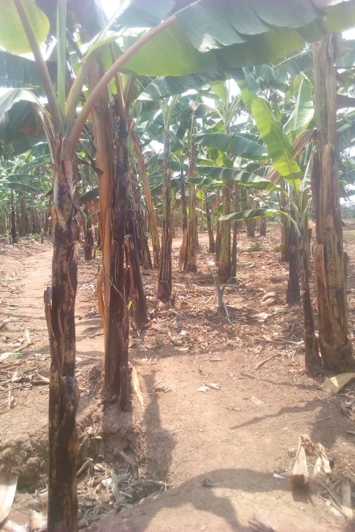 Bananas growing on a raised ring around a mulch-filled pit