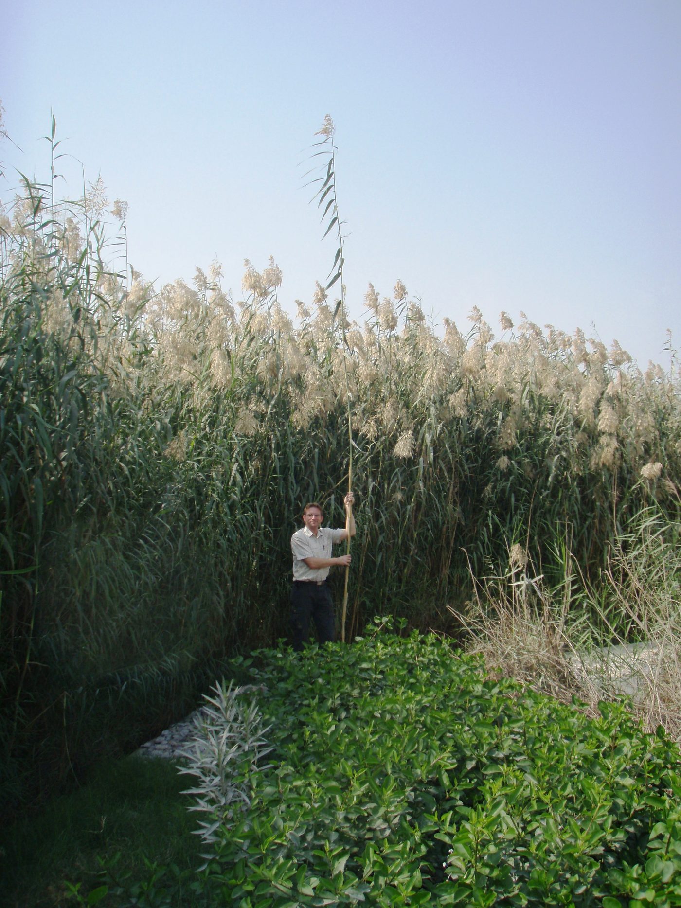 A gravel reed bed planted with reeds treating household greywater