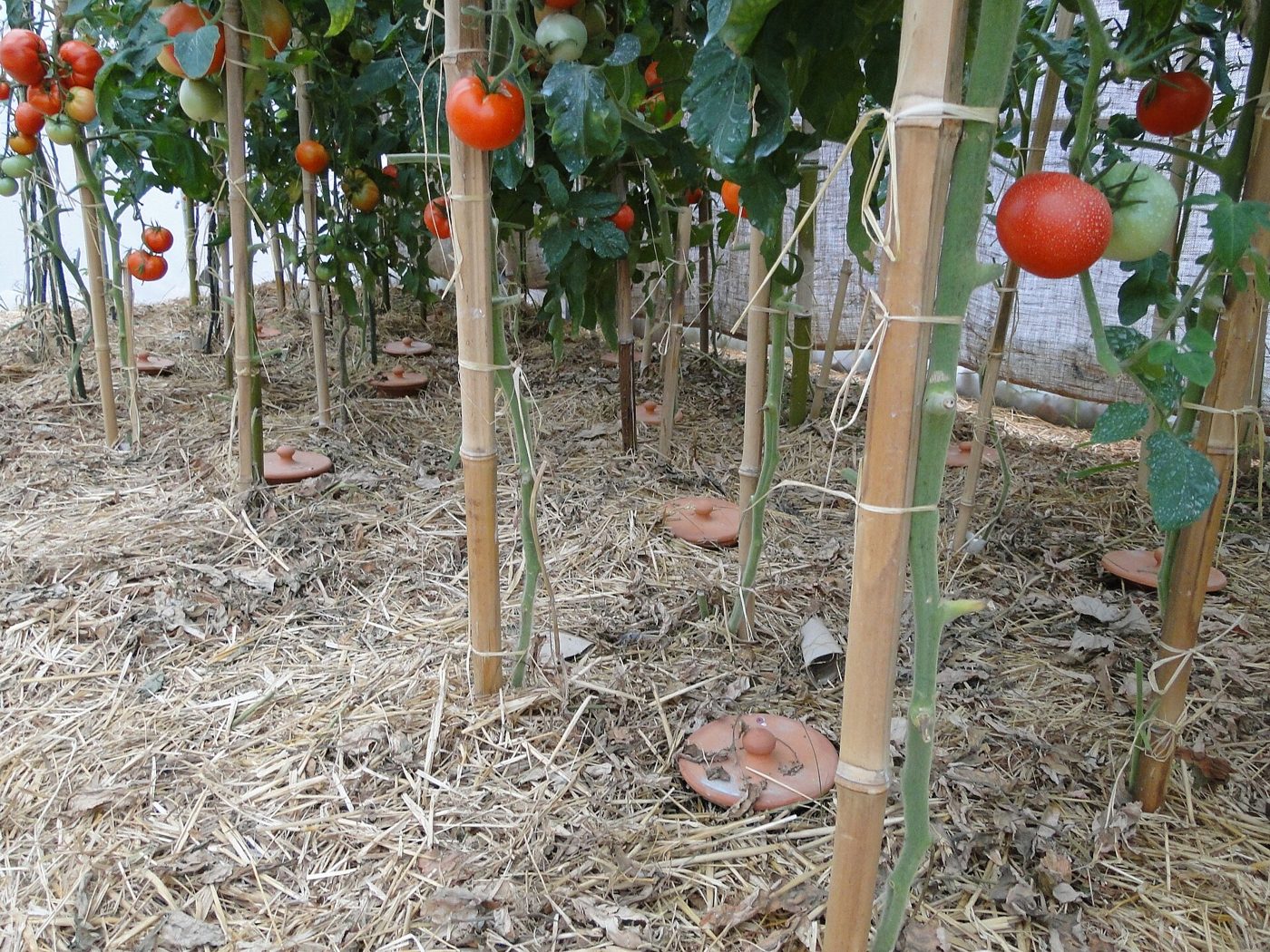 Lidded unglazed clay ollas buried between mulched tomato plants for slow root watering
