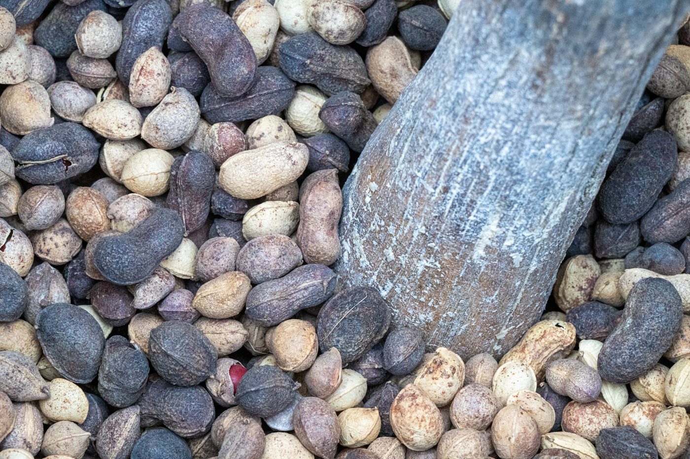 Groundnuts being deshelled, the task a nut sheller mechanises