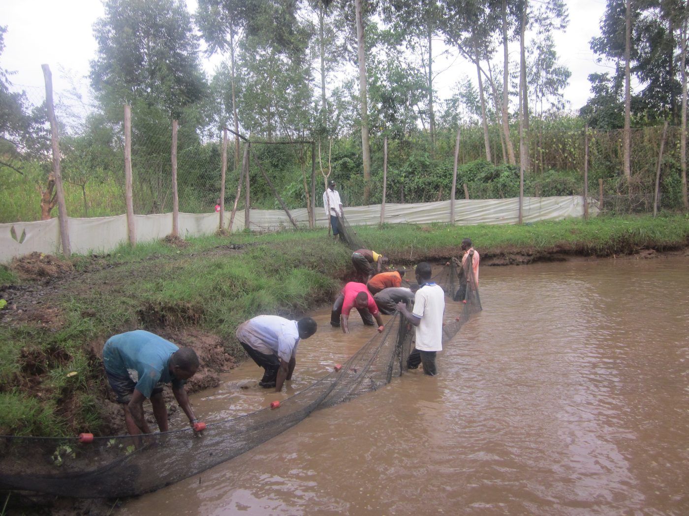 A small hand-dug farm pond holding water on a smallholding in Kenya