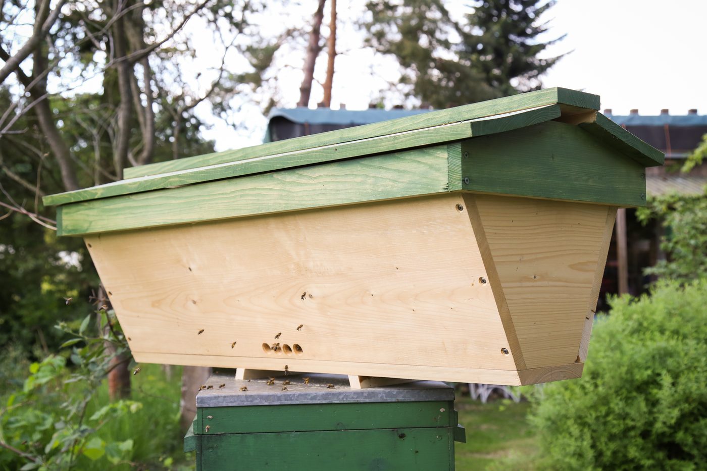 A top-bar hive opened to show combs built down from removable top bars