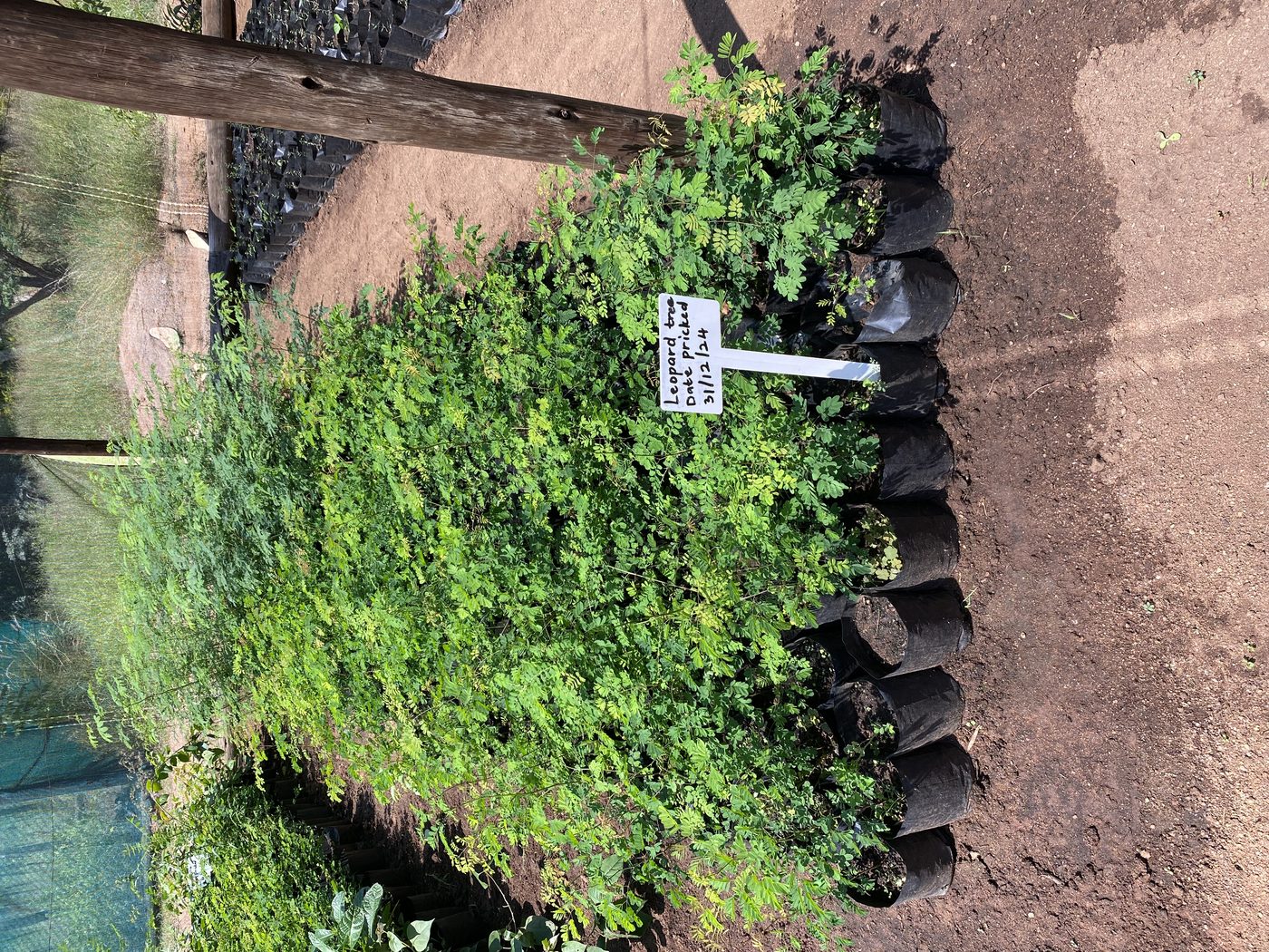 Tree seedlings growing in polythene tubes laid out in a nursery bed