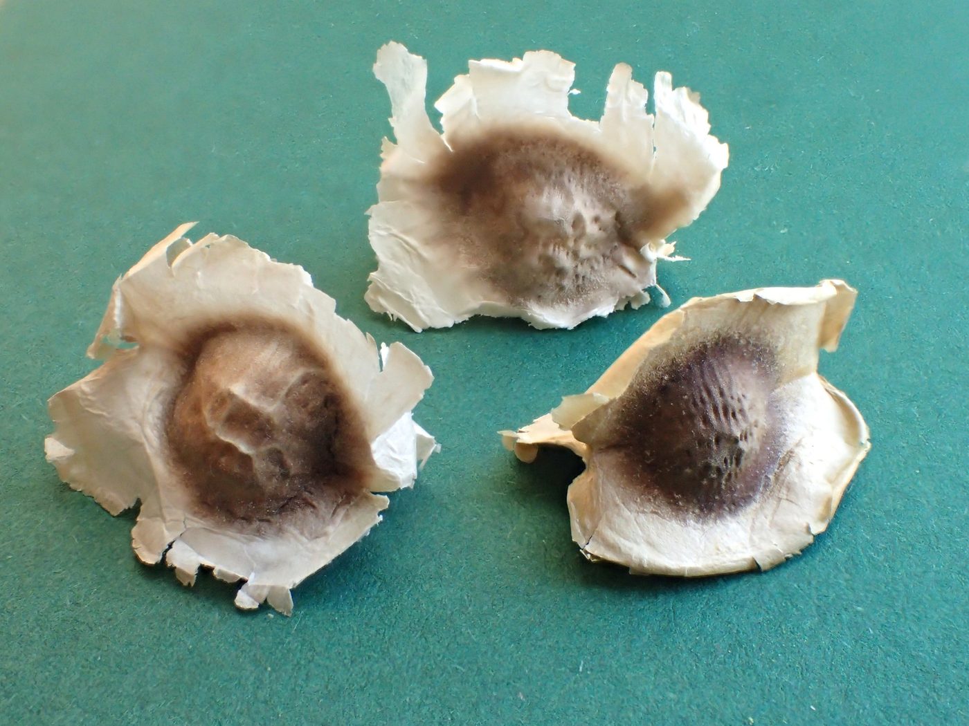 Moringa oleifera seeds used to clarify turbid water