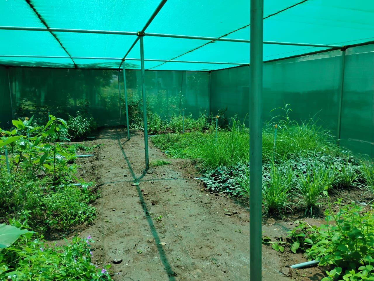 Seedling beds growing under a shade-net tunnel on a light frame