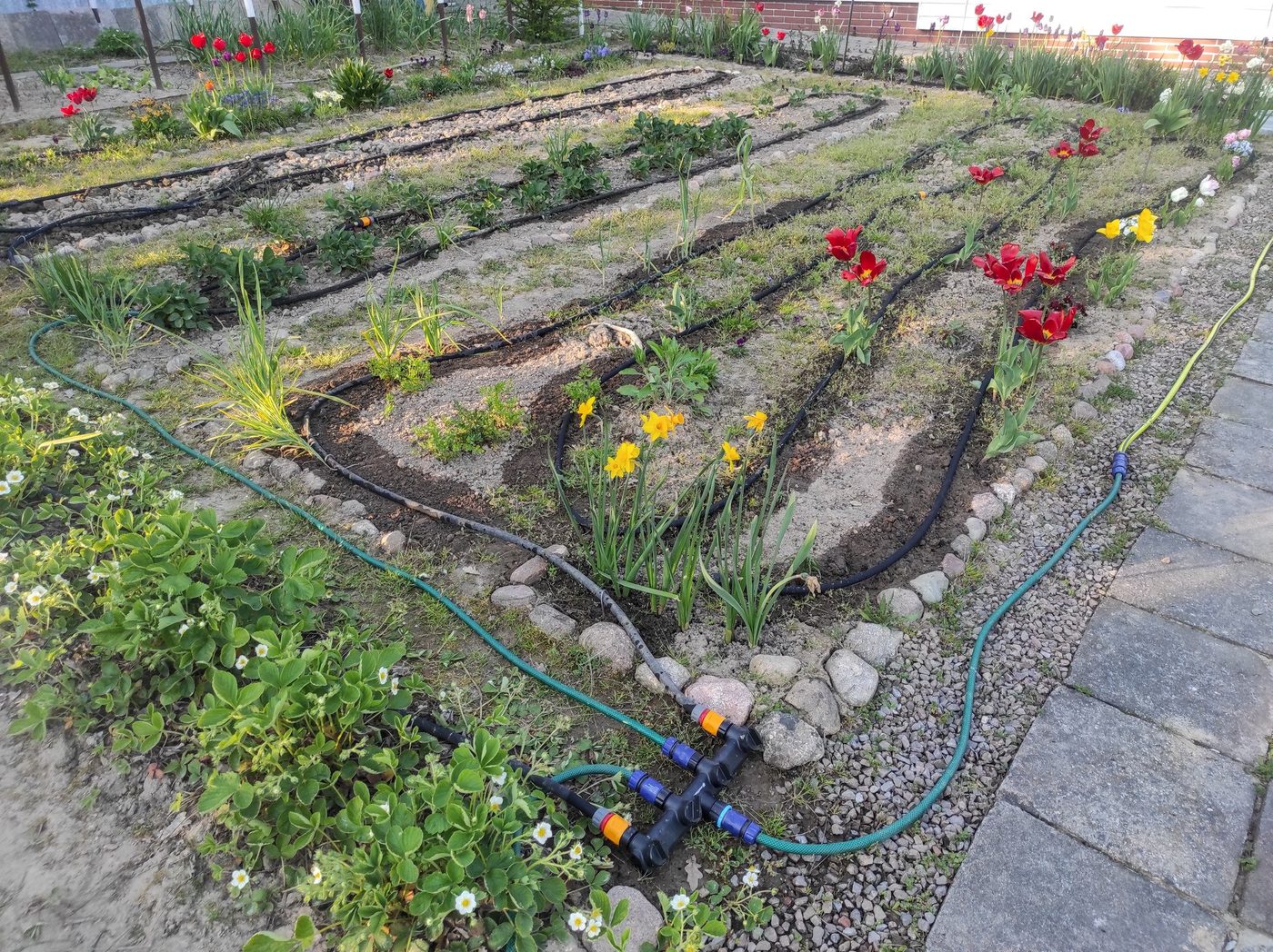 Gravity-fed drip irrigation lines running along raised vegetable beds