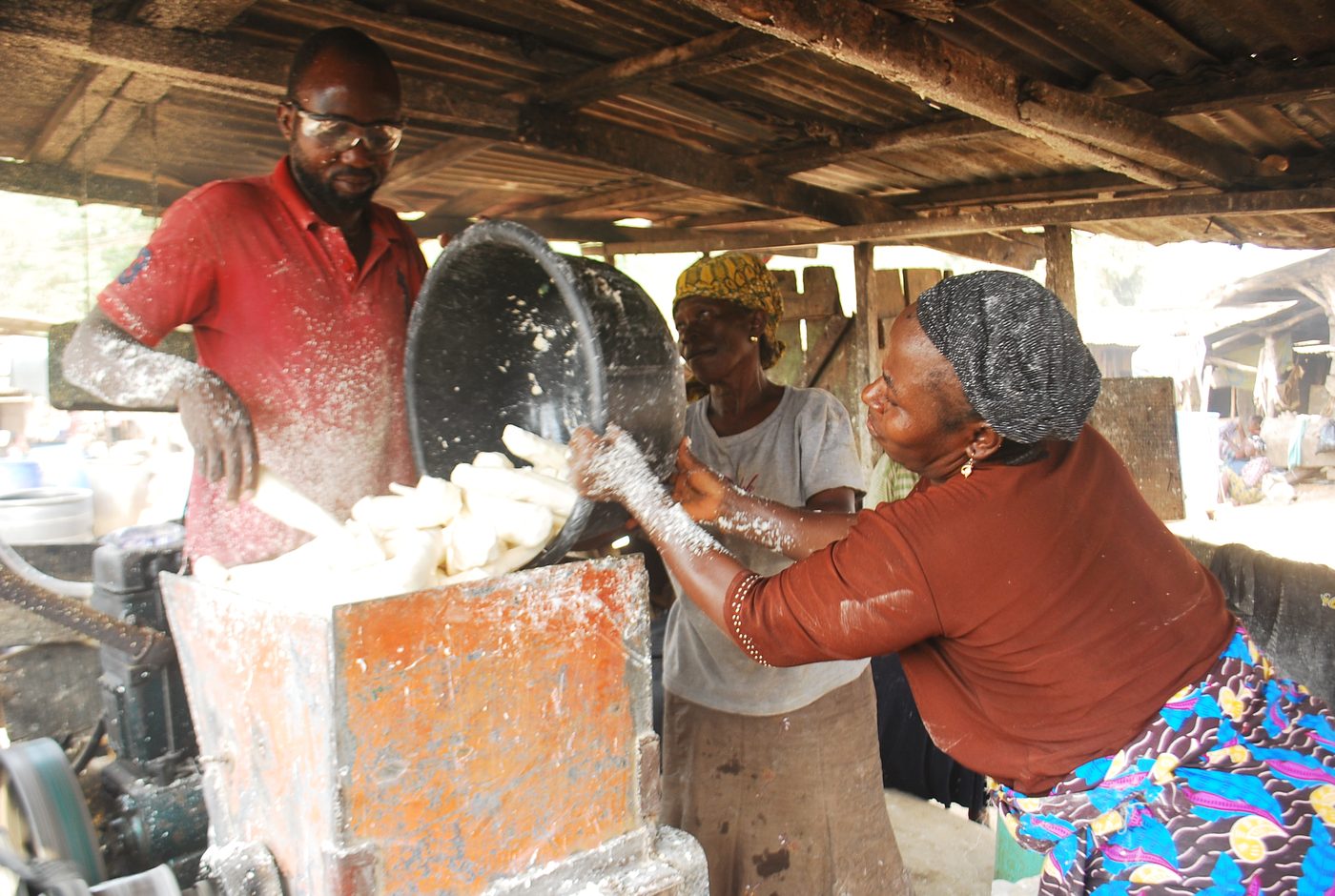Cassava roots being grated during processing