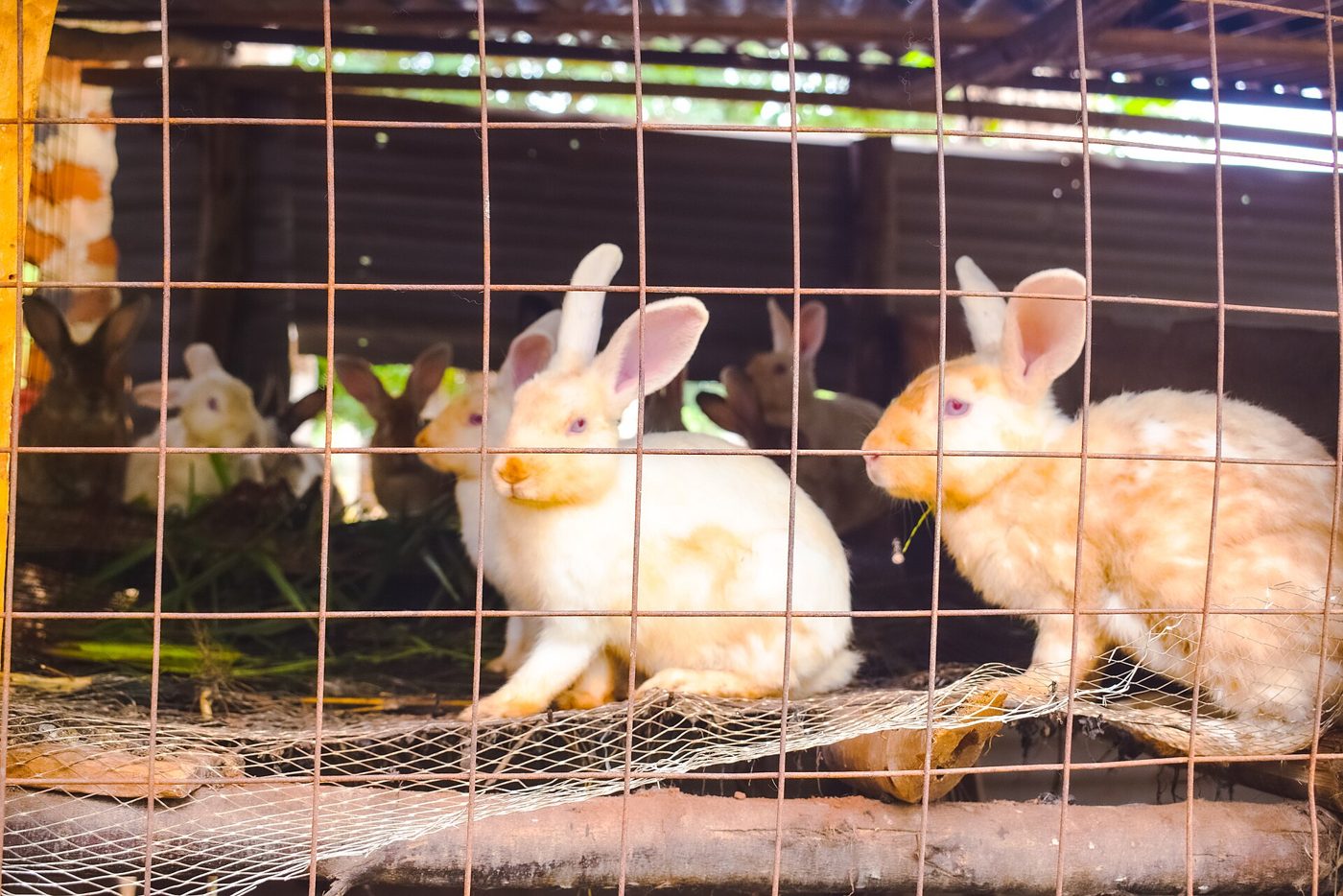 Rabbits in a raised wire-mesh hutch on a smallholder farm