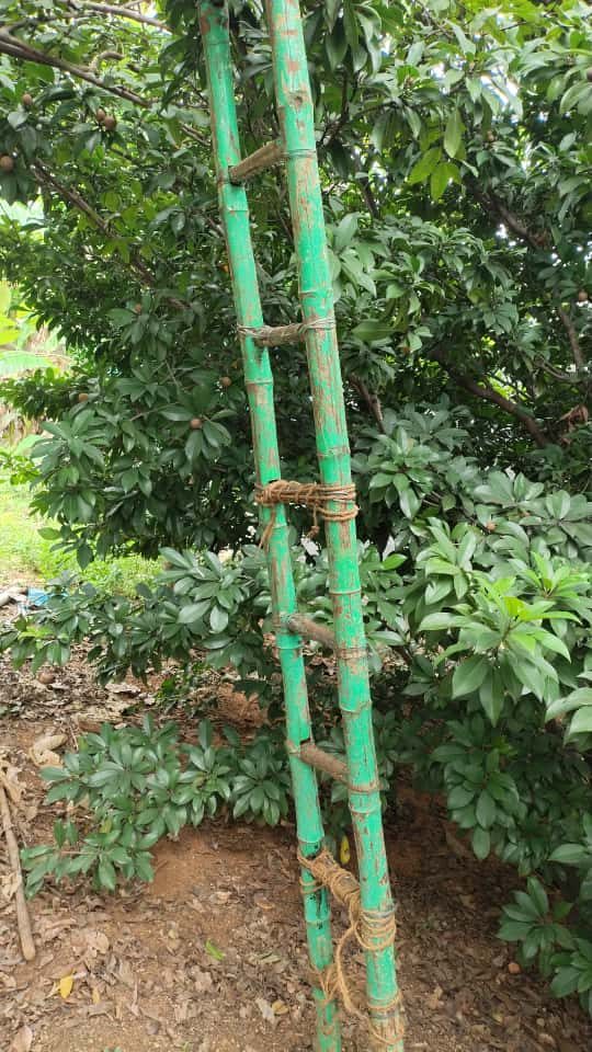 A lashed bamboo ladder standing against a wall