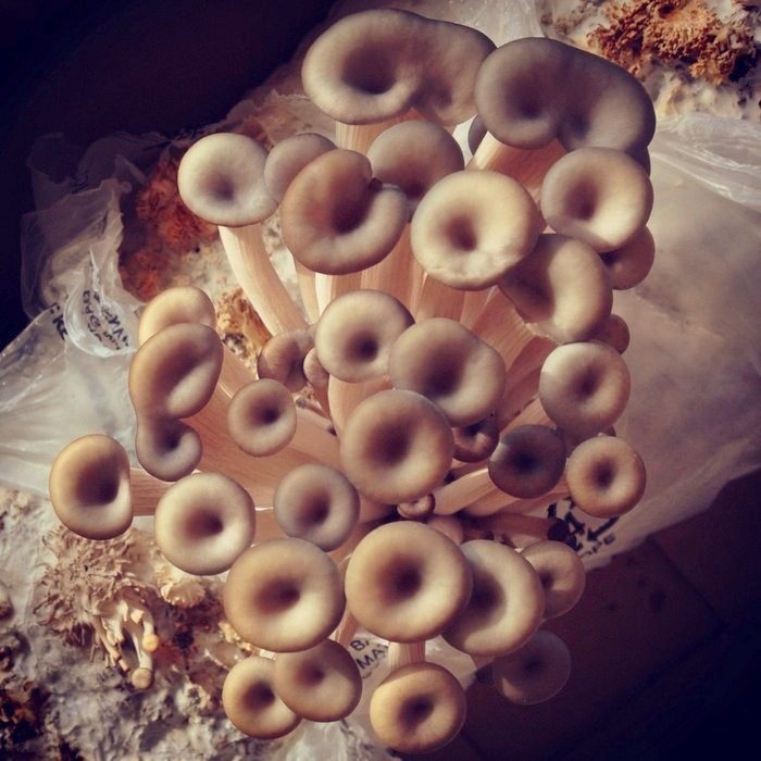 Oyster mushrooms fruiting from perforated substrate bags in a growing room