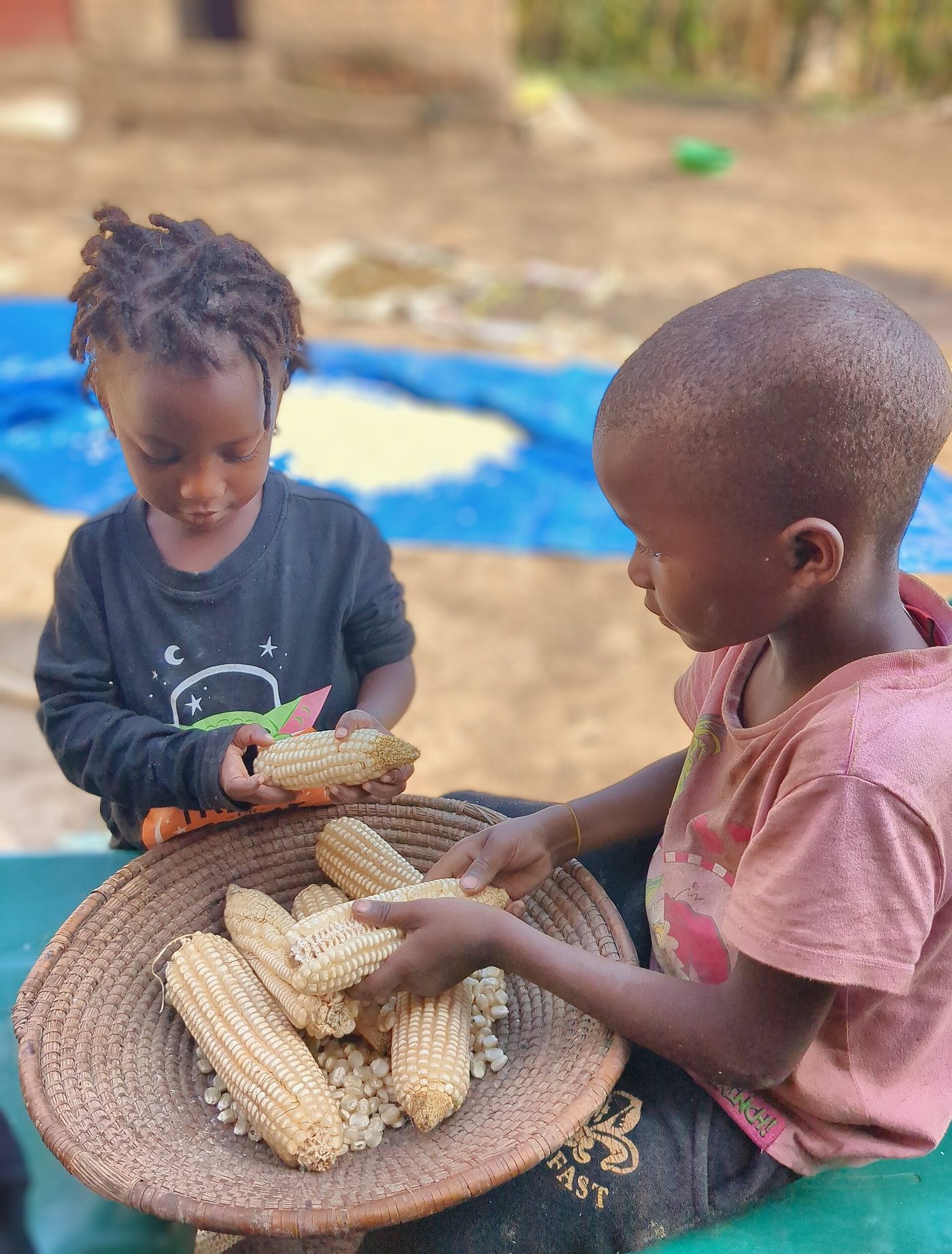 Maize being shelled by hand into a woven basket in Uganda